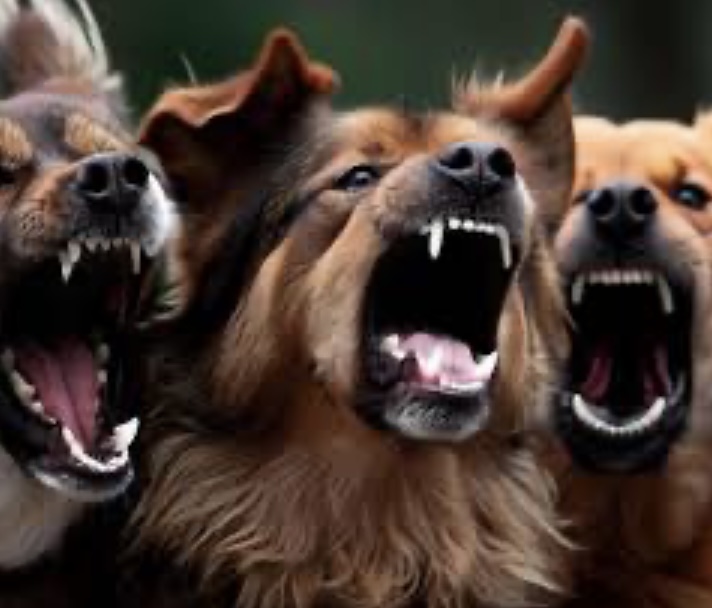 Tres perros mataron a su dueña cuando entraba a su casa en Formosa