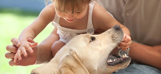 Un perro mordió a una pequeña de 1 año y medio