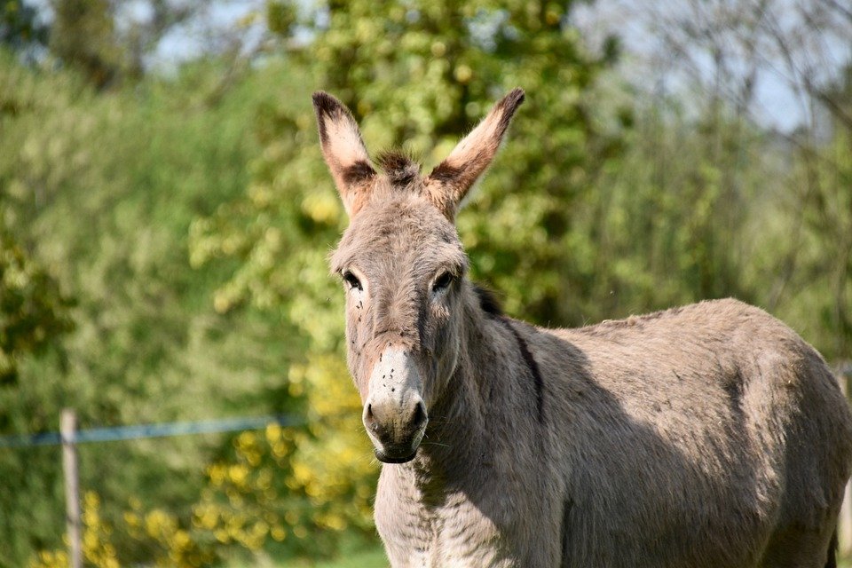 Un menor debió ser internado luego de ser pateado por un burro