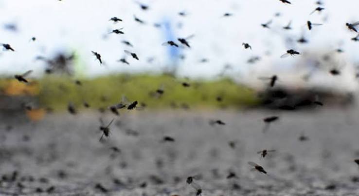 Vecinos de Santa Lucía denuncian una invasión de moscas y apuntan contra un criadero avícola