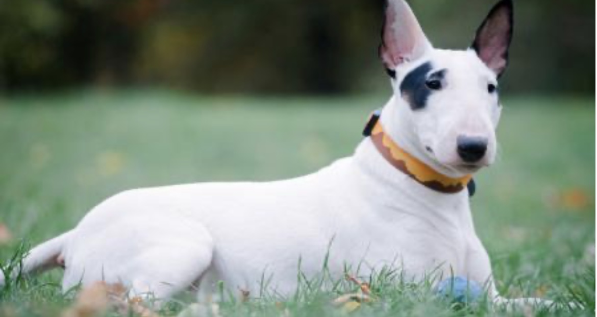 Una nena de un año y medio, grave por el ataque de un perro bull terrier