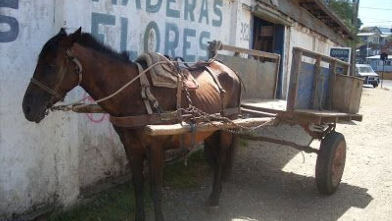 Son hermanos y a bordo de una carretela, huyeron con $200 Mil en una mamadera