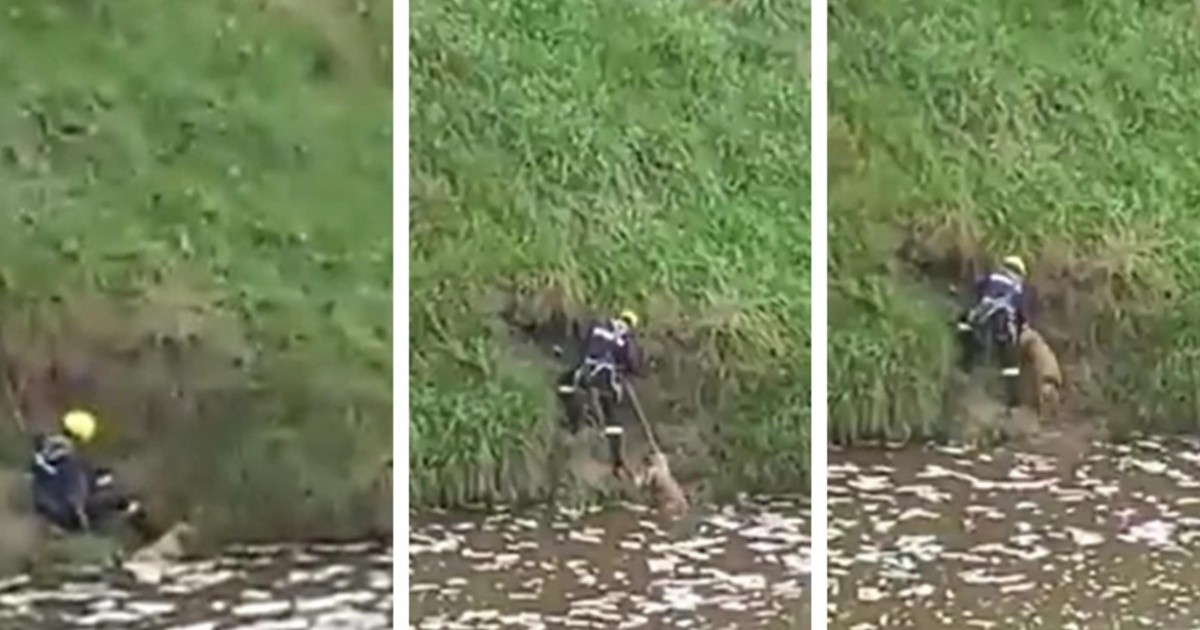 En un dramático operativo, grabaron el rescate de un perro de un arroyo