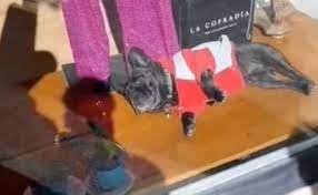 Un perro en una vidriera sanjuanina causó furor en las redes sociales