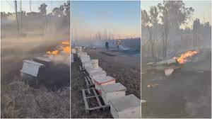 Se incendiaron colmenas de abejas en Santa Lucía 