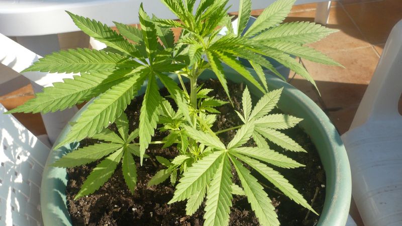 Le entraron a robar, denunció el hecho y  le descubrieron una planta de marihuana