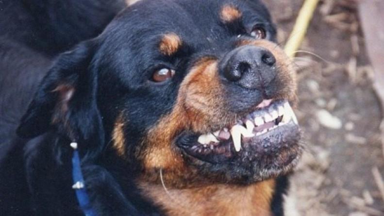 Una nena de 3 años fue víctima de un ataque de un perro