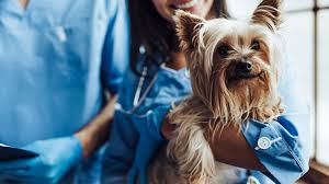 Una fuerte bacteria está atacando a los perros. Mirá de que se trata