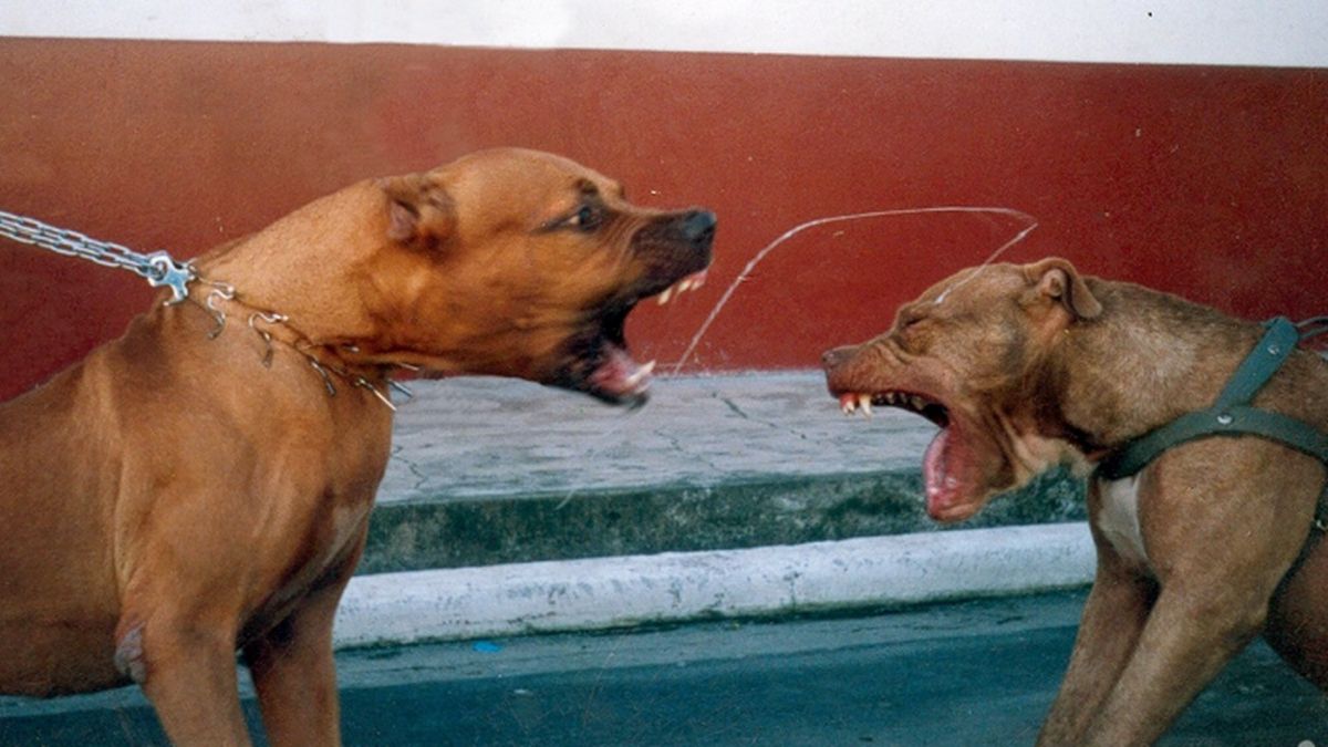 El Gobierno ofrece chipeo de perros "peligrosos" gratuito pero los sanjuaninos no se inscriben