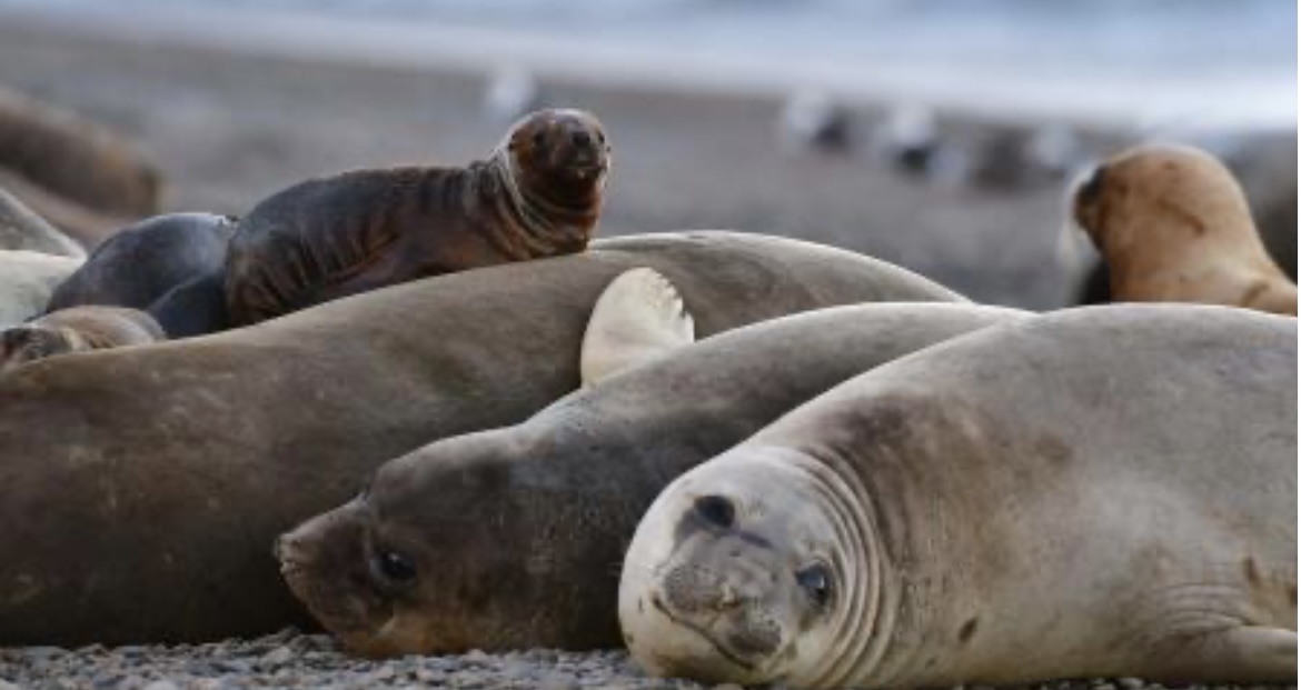 Cerraron la escollera sur de Mar del Plata por la llegada de gripe aviar en lobos marinos