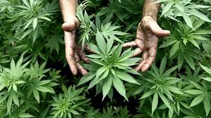 Estados Unidos indultará a todos los condenados por posesión de marihuana