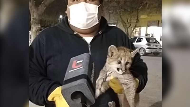 Rescataron un cachorrito de puma  a punto de ser vendido