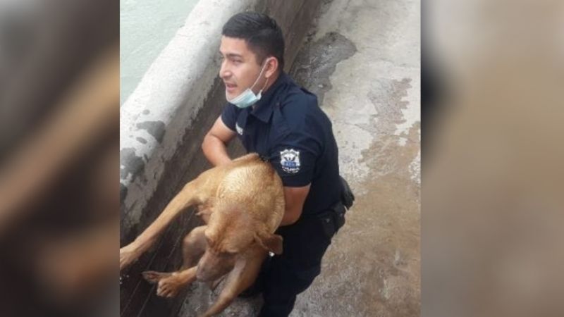 Un policía se convirtió en héroe al rescatar a un perro de un canal
