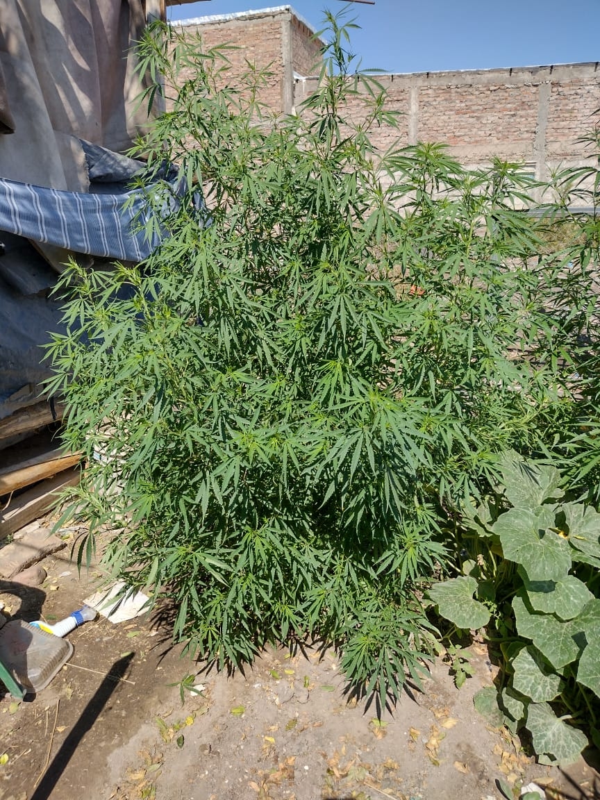 Buscaban ladrones y encontraron una plantación de marihuana