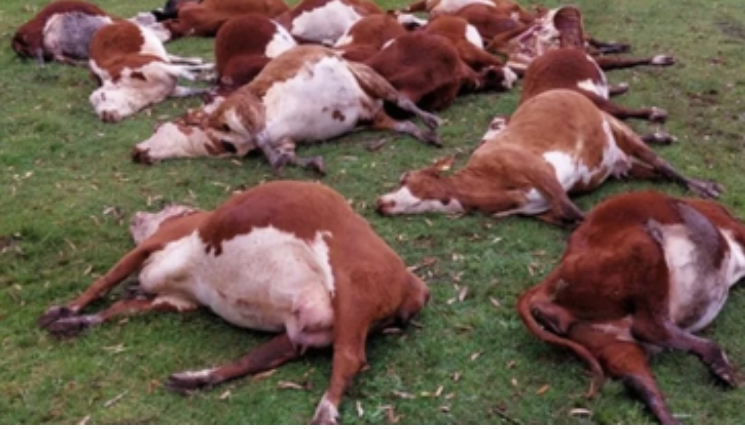 Alerta en Corrientes por la muerte de 240 vacas por nitratos tóxicos