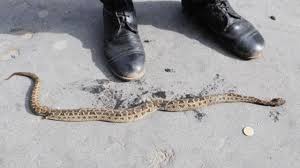 Encontraron una serpiente en el interior de una escuela primaria de Jáchal 