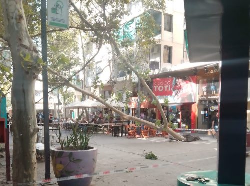 Cayó un árbol en la peatonal y generó temor entre los sanjuaninos