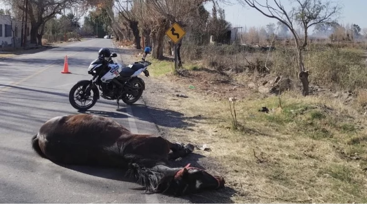 Un vehículo atropelló un caballo y el animal murió 