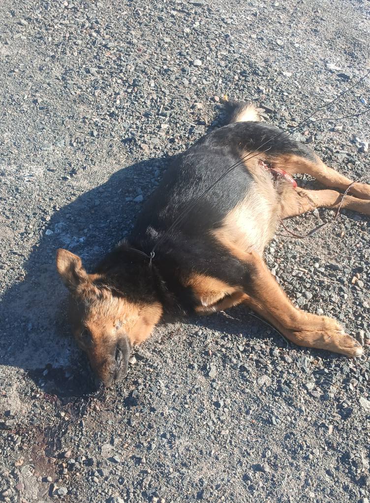 Macabro hallazgo en 9 de Julio: un perro fue asesinado con saña y nadie da respuestas