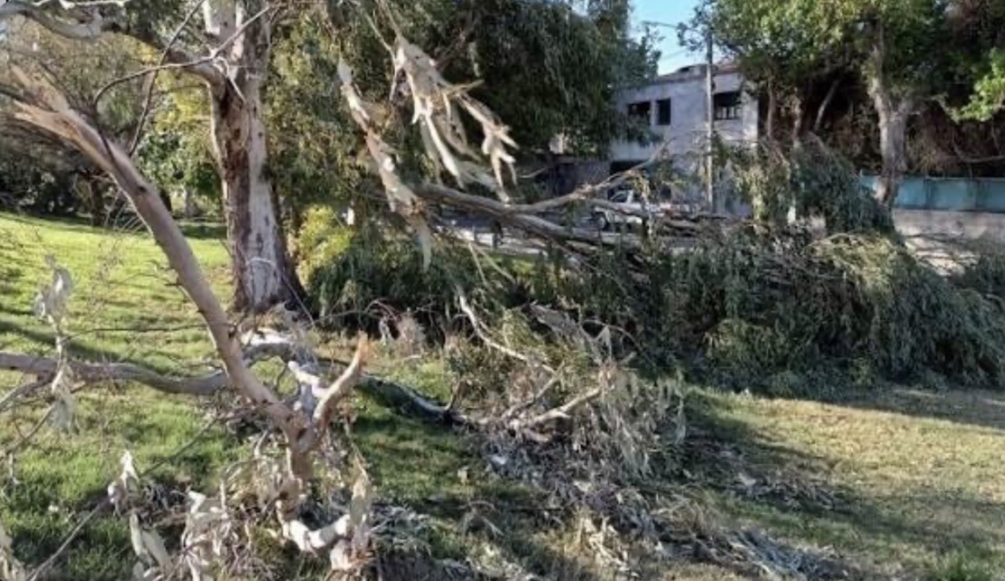 El Zonda no da tregua: árboles, postes y cables caídos complicaron a varios sectores de San Juan