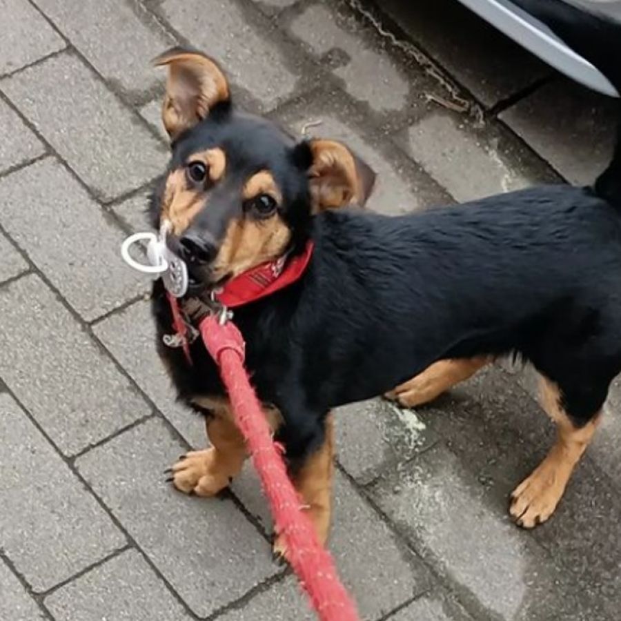 Indignación: como el perro "Coco" no estaba vacunado, amenazan con sacrificarlo