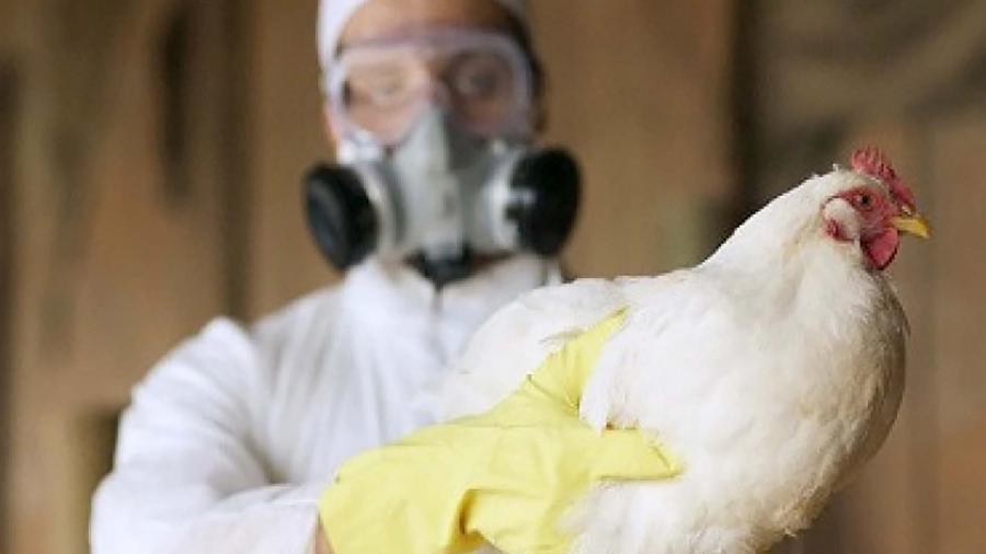 Argentina volvió a ser país libre de influenza aviar