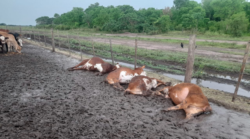 Formosa: un rayo mató a 65 terneros en un corral