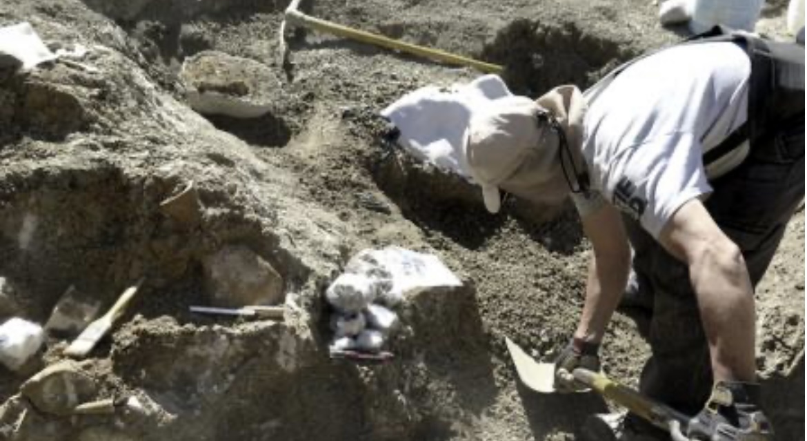 Hallaron en Chubut el esqueleto de un gigante marino que convivió con los dinosaurios