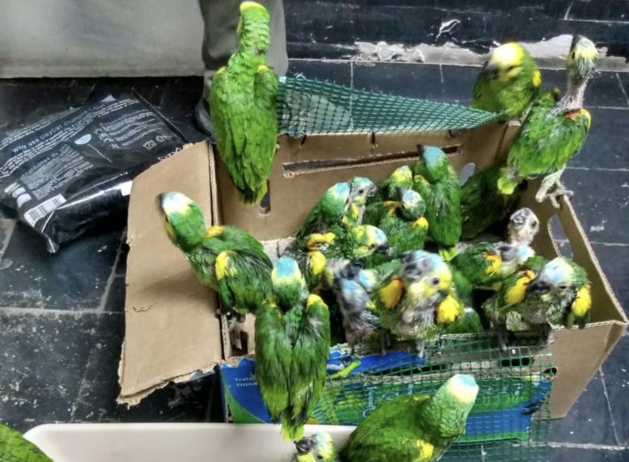 Detienen a dos personas por la venta ilegal de loros 