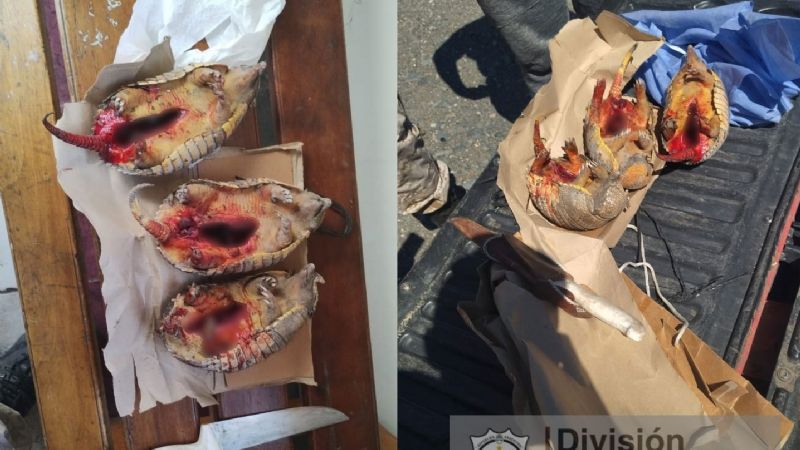 Atrapado: un sanjuanino mató y faenó 3 armadillos gigantes