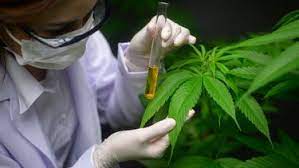 Confirmaron que en San Juan no se construirá el laboratorio de Cannabis Medicinal