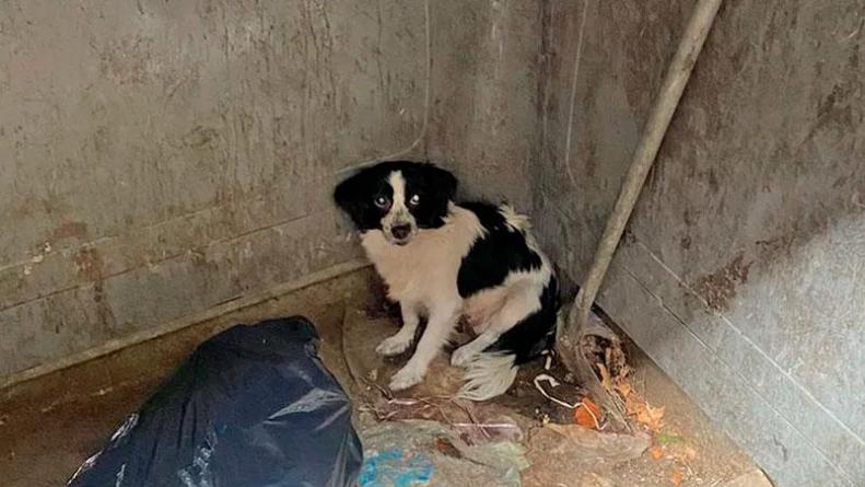 Se cansó de su perro y lo tiró a un contenedor de basura