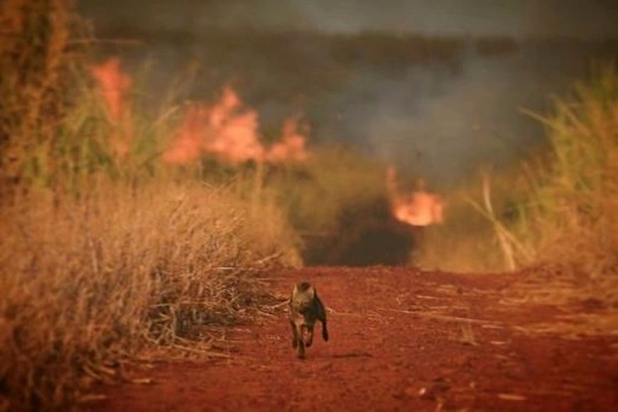 Rescatan a animales autóctonos de Corrientes para llevarlos a otras zonas