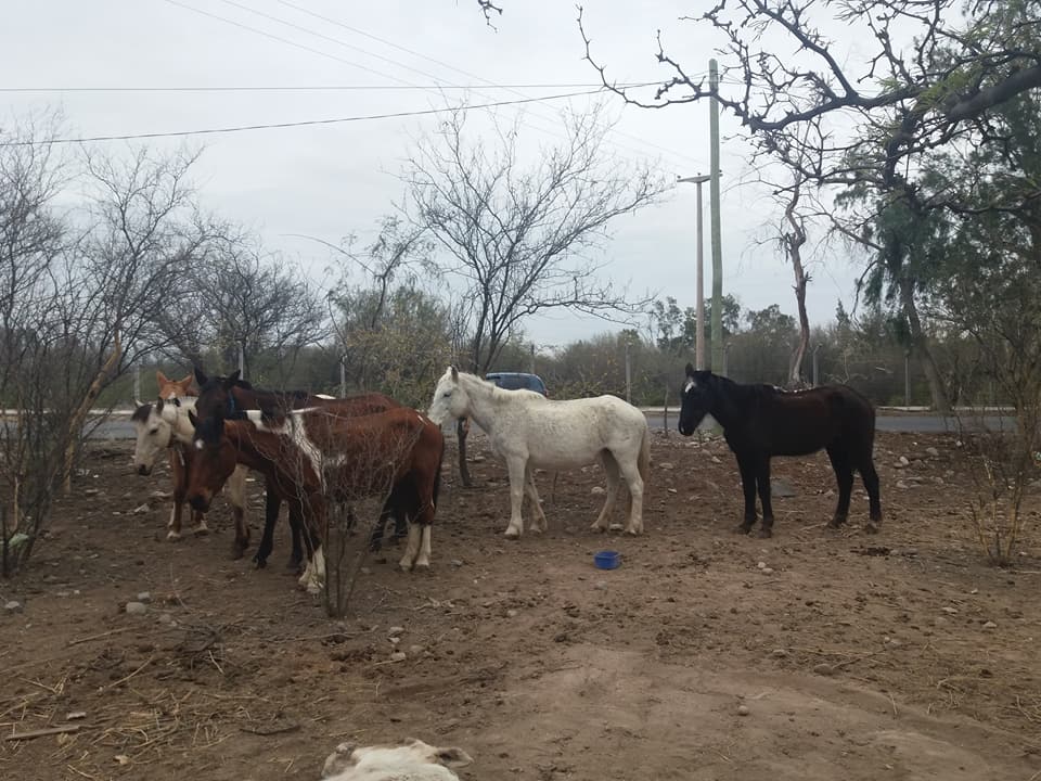 Enseñaba a cabalgar, violaba y embarazaba: Agarró a dos hermanas
