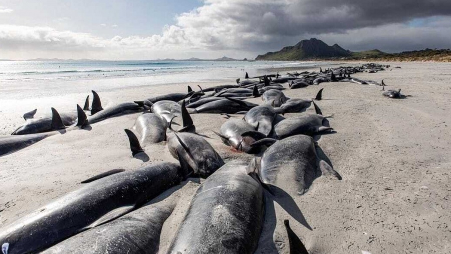 Murieron 250 ballenas piloto que quedaron varadas en Nueva Zelanda