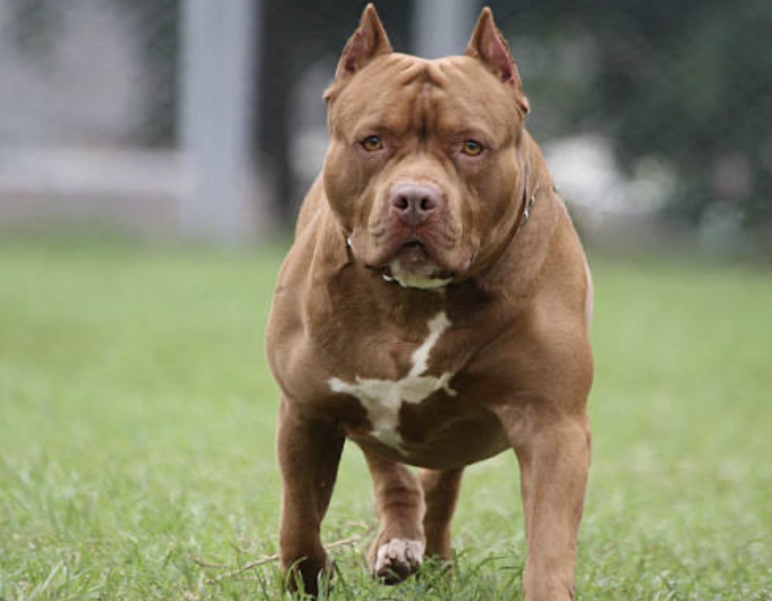 Tragedia: un pitbull mató a un nene de 4 años y detuvieron a su madrina
