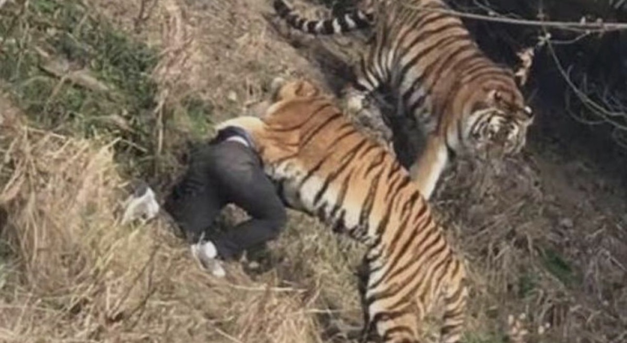 Tragedia en Inglaterra: un hombre entró al recinto de un tigre, fue atacado y murió