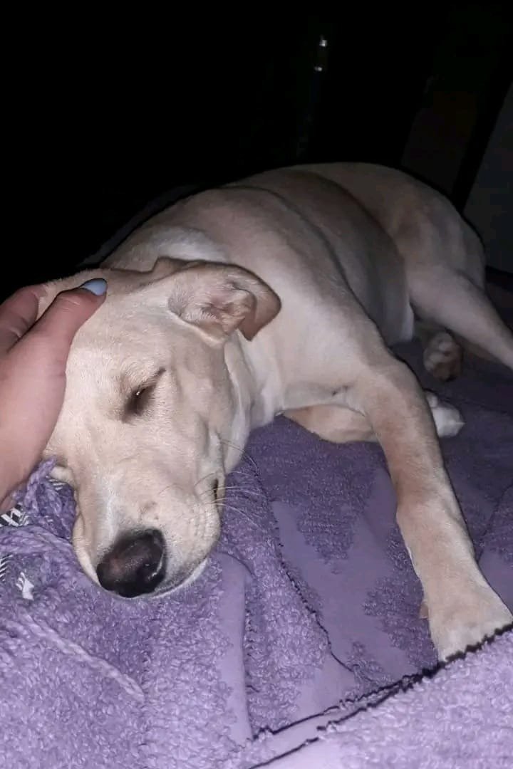 Buscan desesperadamente al perrito de compañía de su hija 