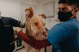 Rivadavia se puso las pilas y esterilizó a más de mil mascotas