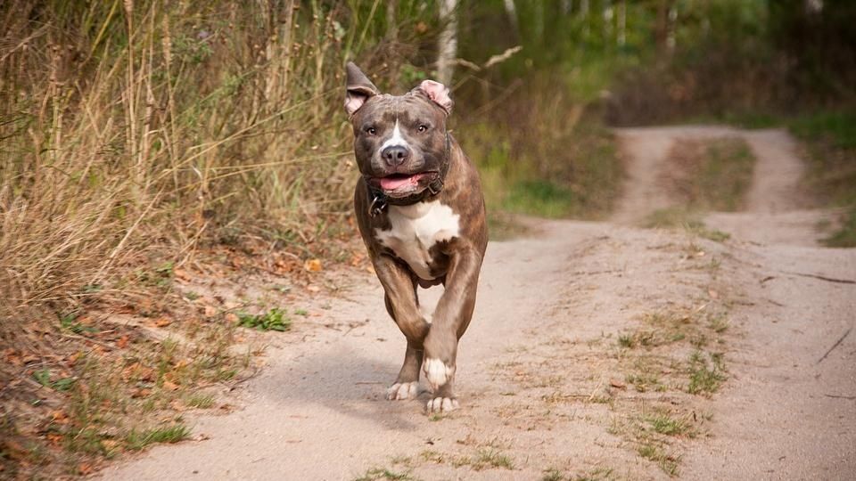 Un perro de pelea atacó a un niño y lo dejó internado en grave estado