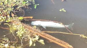 Hallaron cientos de peces muertos en Valle Fértil