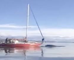 Identificaron al velero que embistió una ballena en el Canal Beagle y ya interviene la Justicia