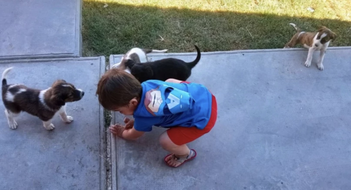 Vecinos denuncian que envenenan los perros para robarles