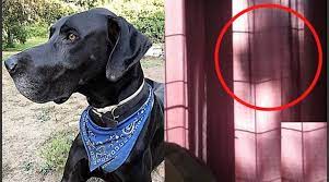 Duda científica: ¿Las mascotas tienen alma y sus espíritus aparecen?