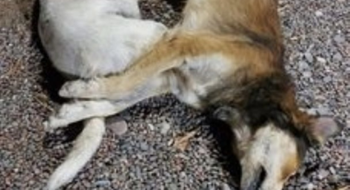 Tristeza y acusación: tres perros callejeros se electrocutaron y culpan a Energía San Juan
