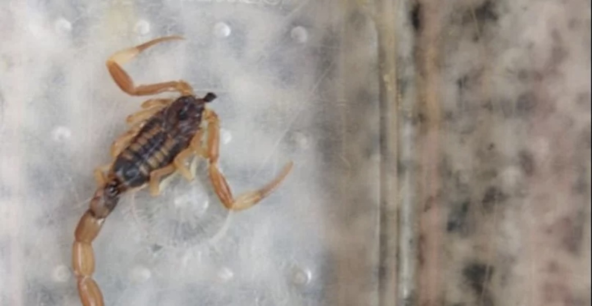 Aparecieron alacranes en Albardón y los vecinos temen por su salud