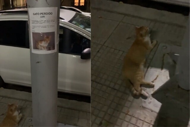 Furor en Twitter por el gato que apareció debajo de su propio cartel de buscado