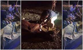 Encontraron a un caballo en estado crítico y tuvieron que sacrificarlo 