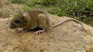 Bariloche: murió una docente por hantavirus e investigan donde se contagió