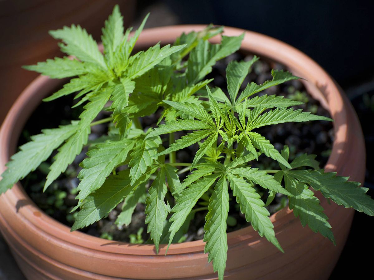 Denunció a su hermano por tener plantas de marihuana